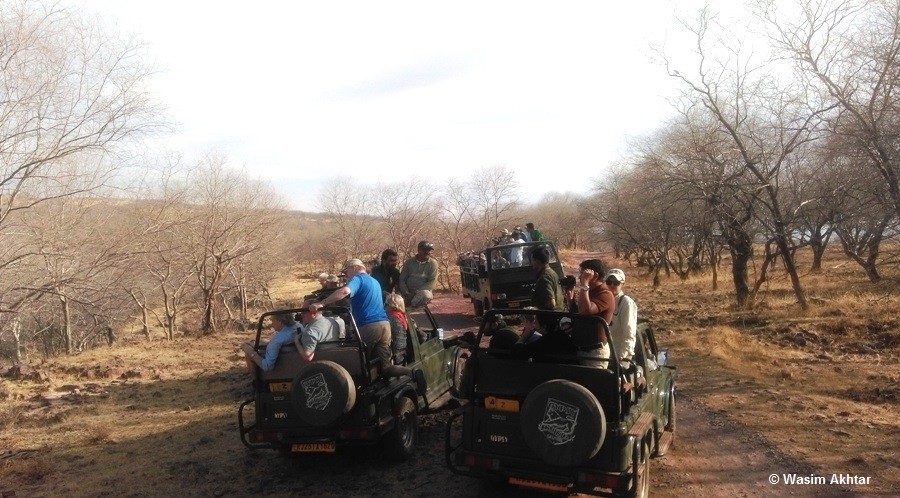 Ranthambore safari_111