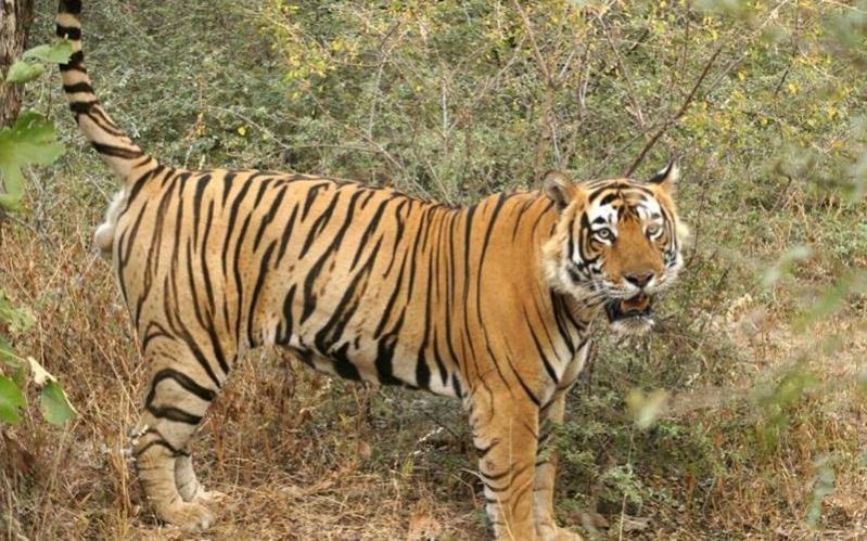 Ranthambore tiger