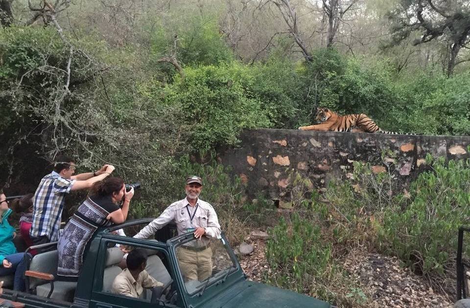 Ranthambore tiger on main road Jungle Safari