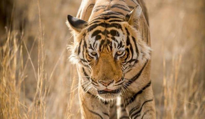 Ranthambore tiger relocation news
