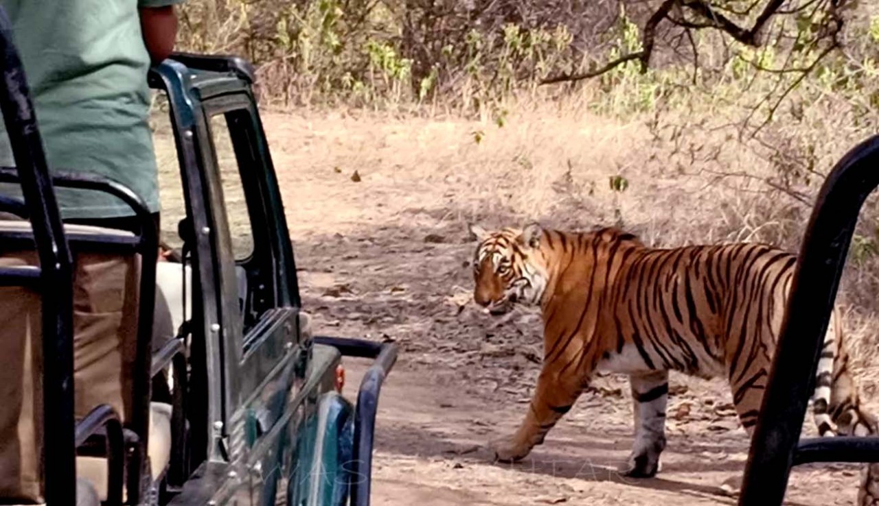 Ranthambore tiger safari open
