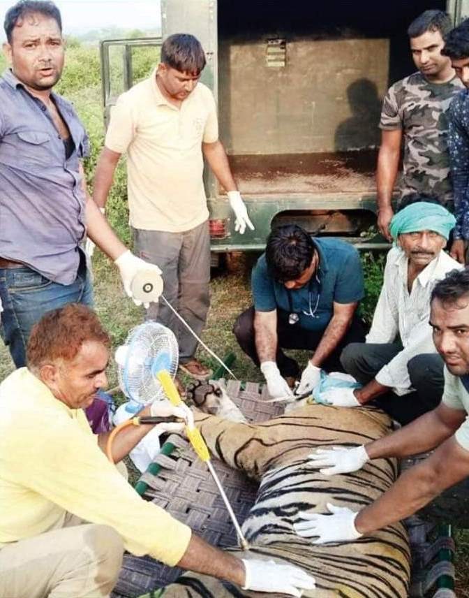 Ranthambore tiger t 104 tranquilize