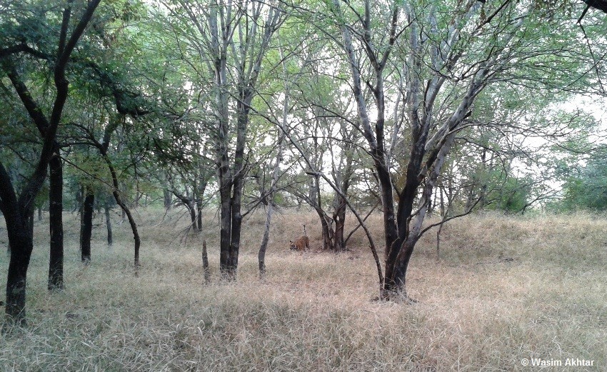 Ranthambore tiger tour