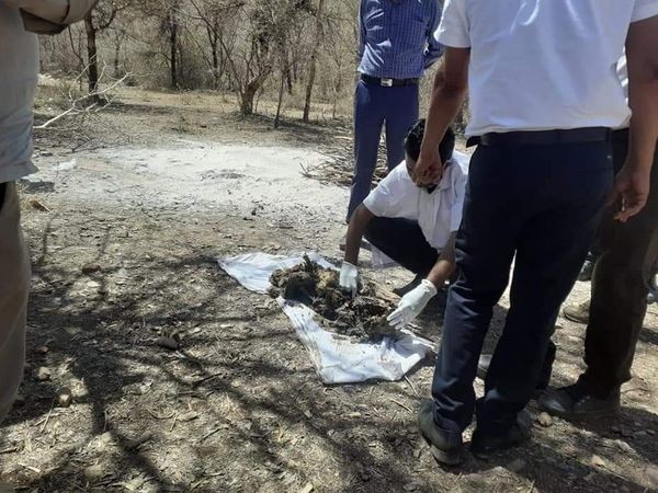 Ranthambore tigress t60 dead