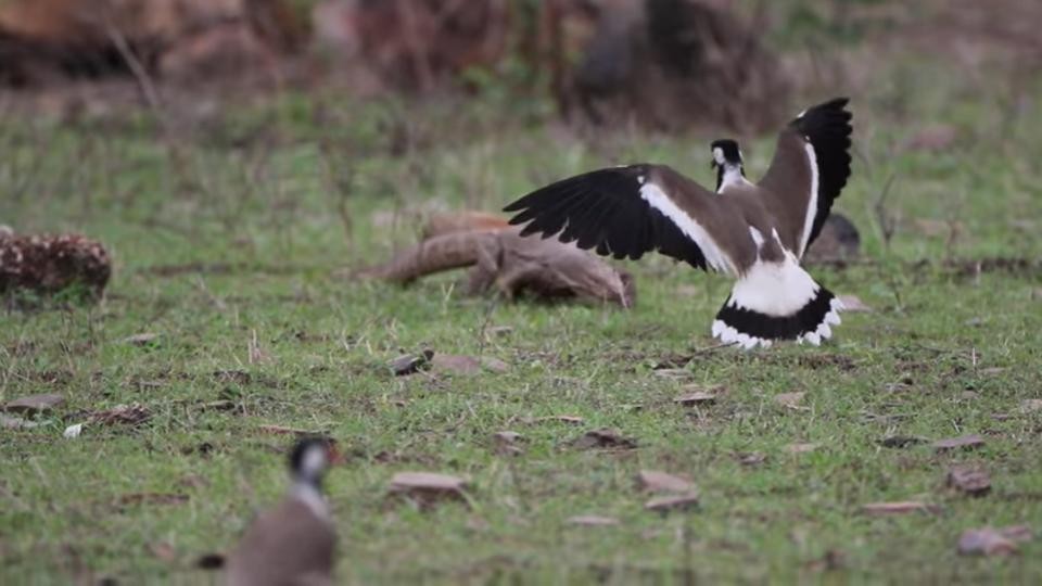 Ranthambore wildlife Photos