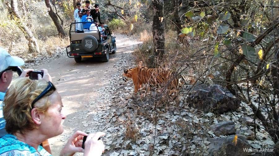 Ranthambores jungle safari India