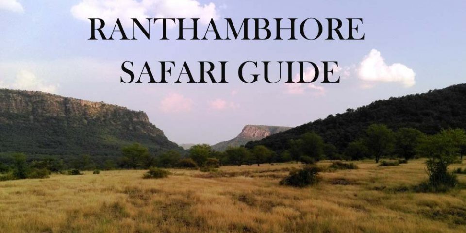 Ranthmbore Safari Guide