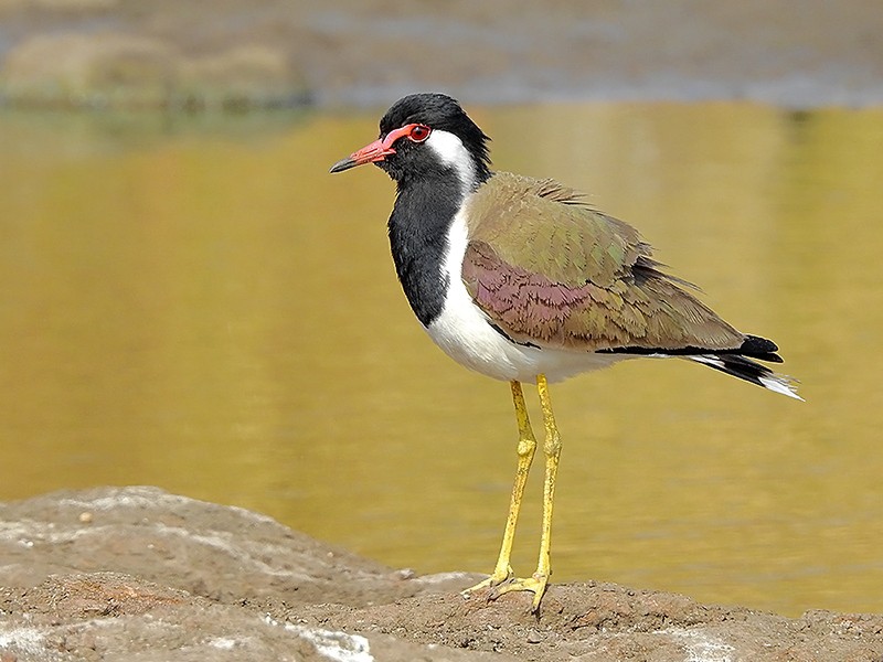 Red wattled lapwing Vanellus indicus