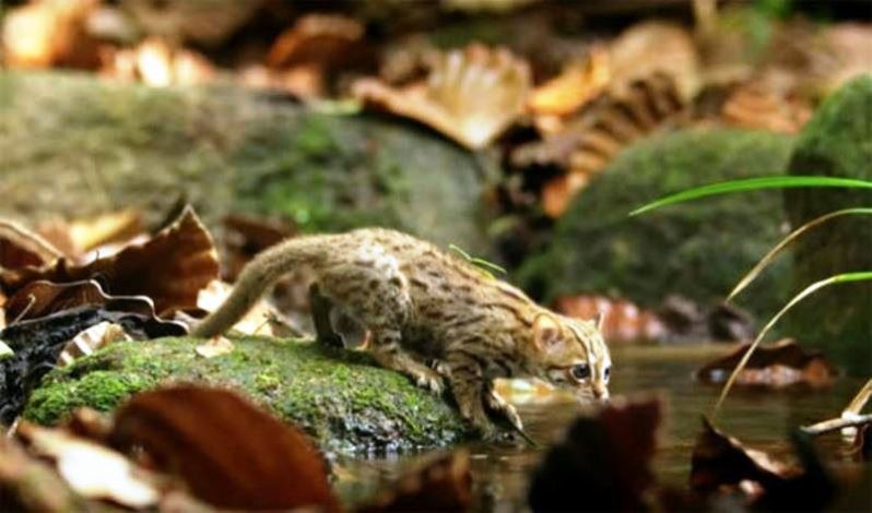 Rusty spotted cat