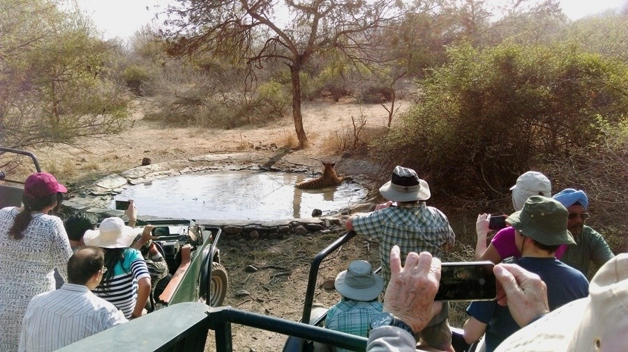 Safari in Ranthambore National park India