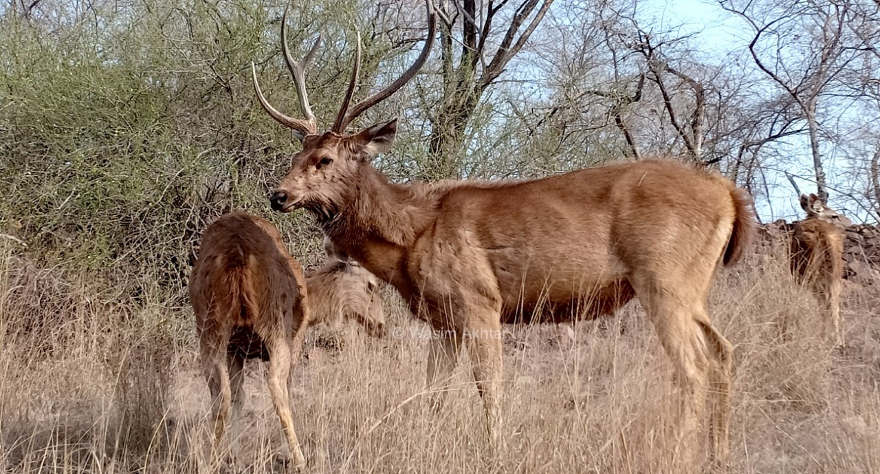 Sambar Deer Ranthambore National Park