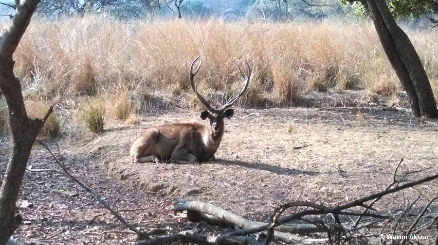 Sambar Deer ranthambore_1
