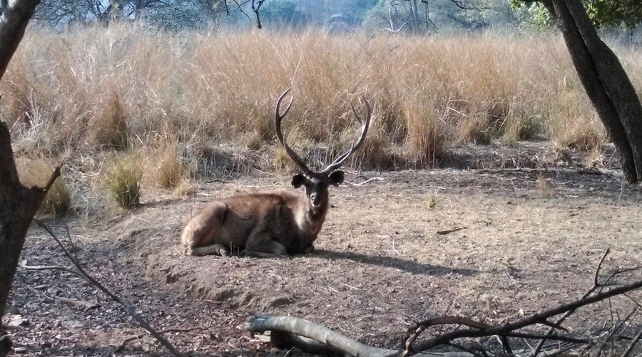 Sambar deer Ranthambore-01