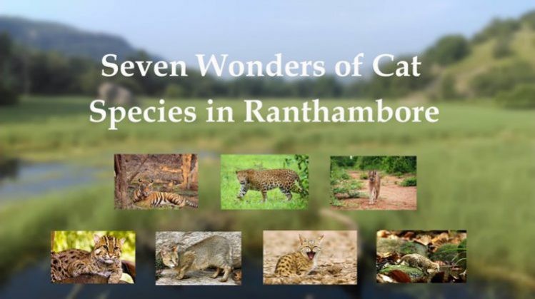 Seven Wonders of Cat Species in Ranthambore