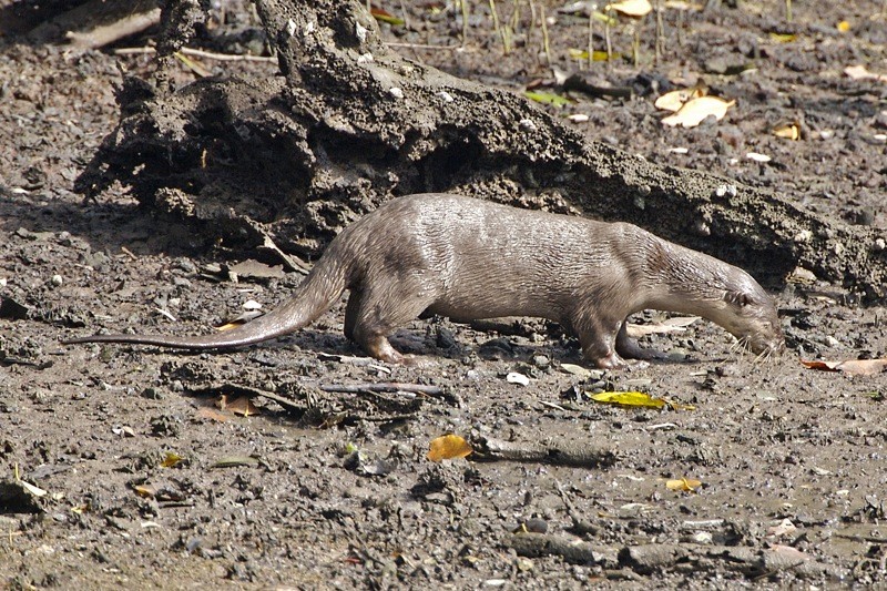 Smooth coated Otter Lutrogale perspicillata