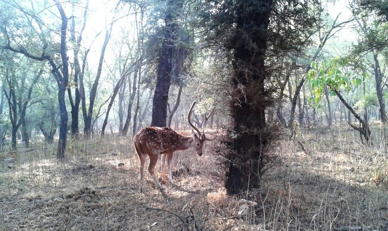 Spotted Deer in Ranthambore