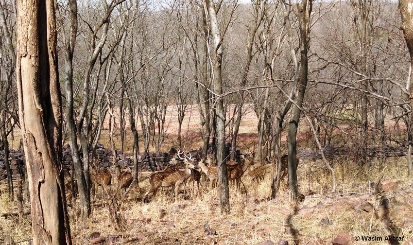 Spotted deer Ranthambore