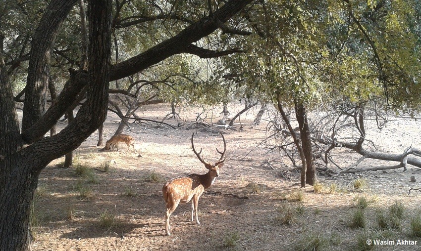 Spotted deer in Ranthambore National Park