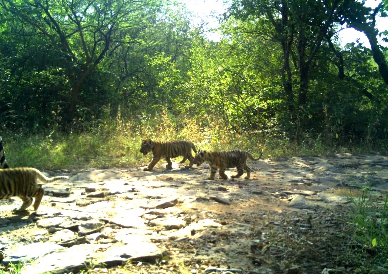 T-63 three cubs Ranthambore