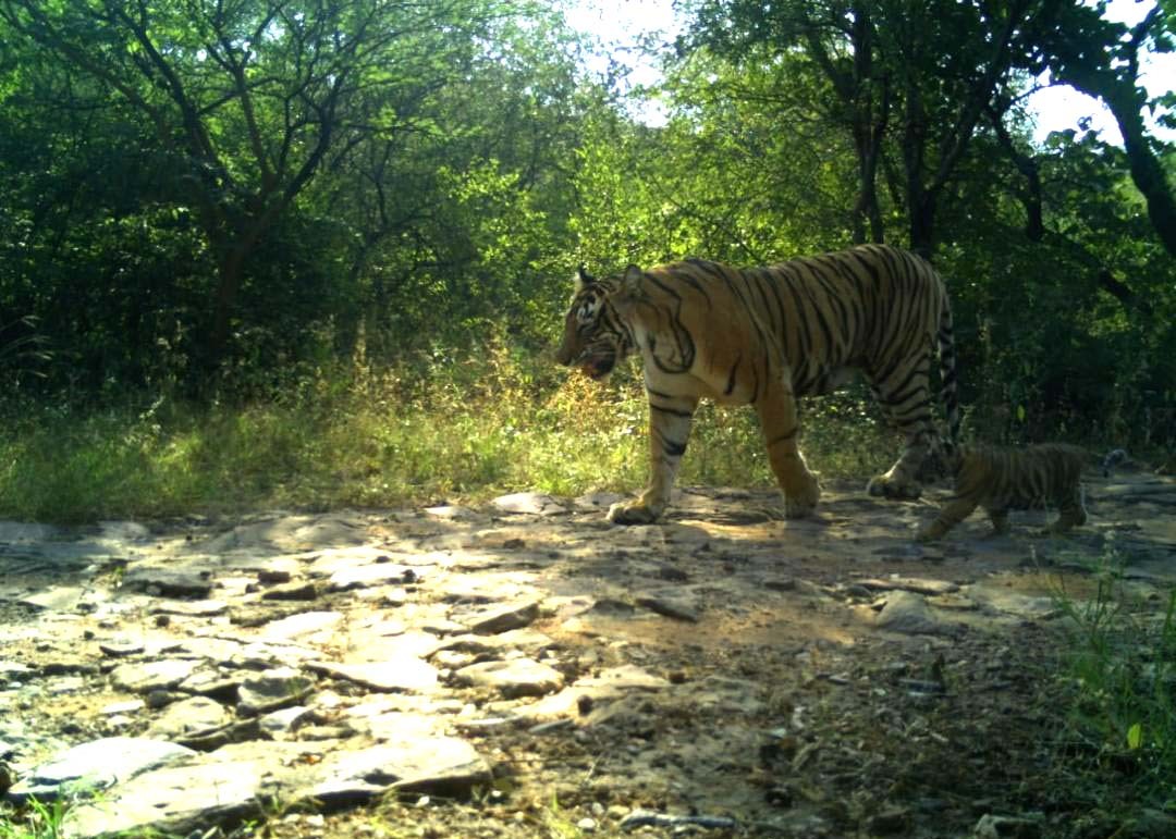 T-63 with 3 cubs ranthambore