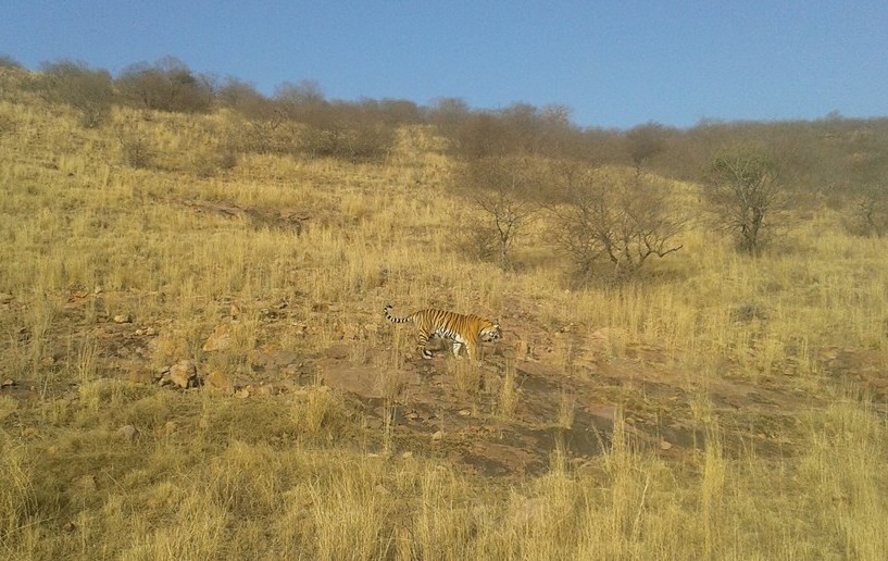 T-8 Ranthambore