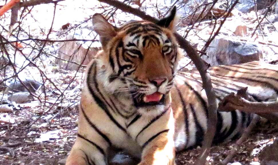 Good News: Tigress T99 was seen with cubs in Ranthambore on the occasion of Christmas
