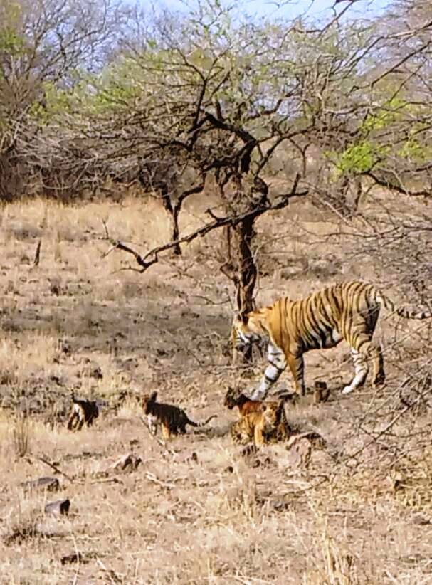 T19 with new cubs ranthambore