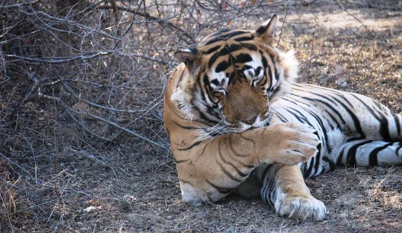 T42 fateh ranthambore