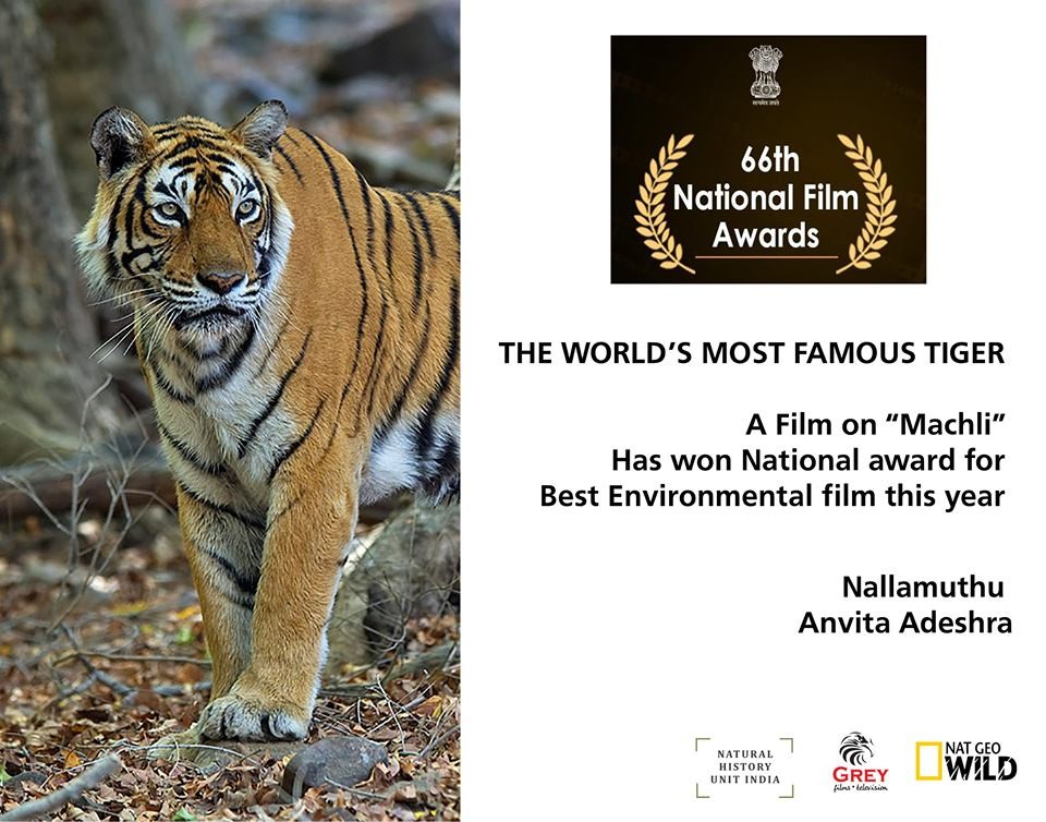 The World Most Famous Tigress Machli Won the Best Environmental Film Award