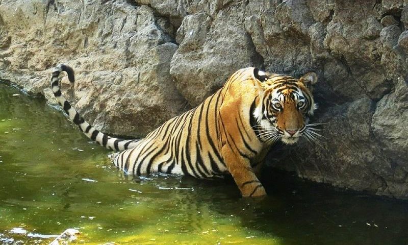 The reason for going to jungle safari in Ranthambore