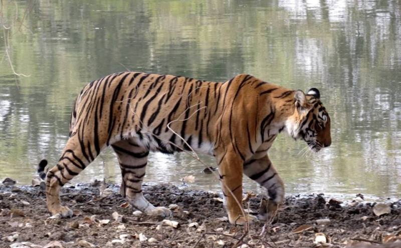 Tiger Arrowhead Ranthambore