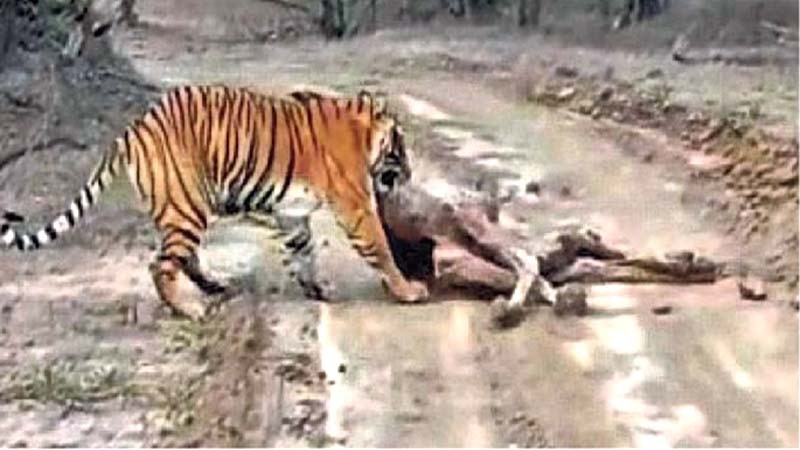 Tigress hunted camel for the first time in Ranthambore National Park