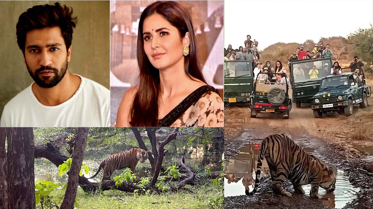 Special arrangements for Tiger Safari in Ranthambore for the wedding guests of Katrina Kaif, Vicky Kaushal