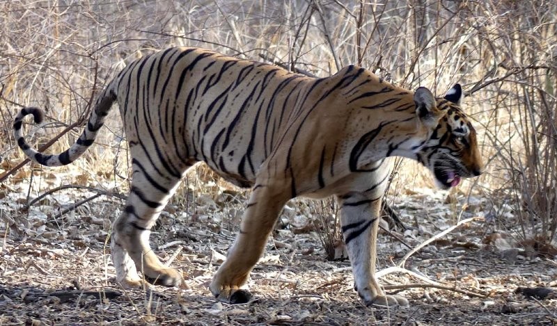 Tiger T-102 Ranthambor