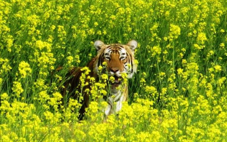 Tiger T-104 Ranthambore