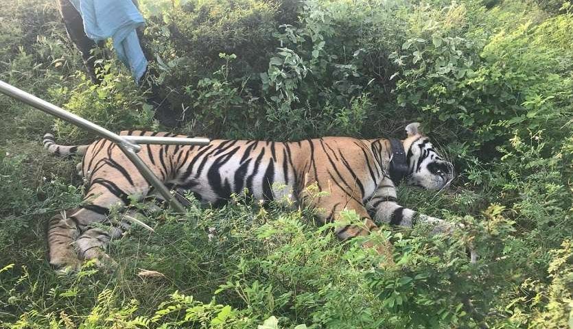 Tiger T-104 Tranquilize