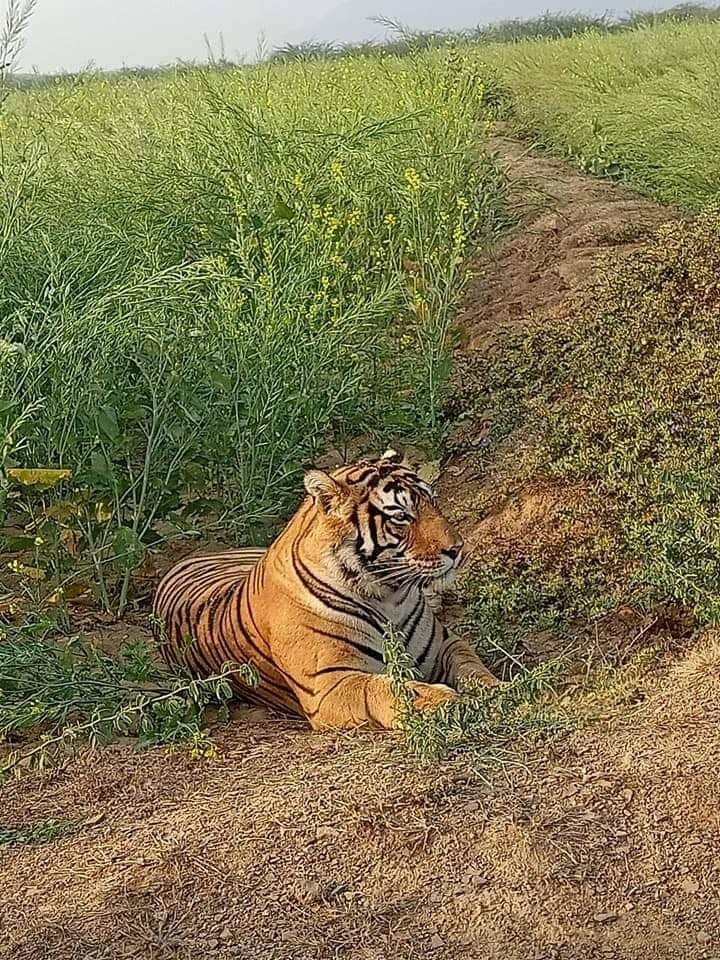 Tiger T 108