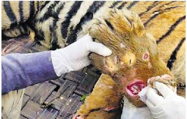 Tiger T-109 Veeru Ranthambore died