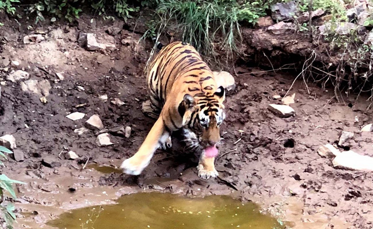 Young tigers set out to build their own empire in Ranthambore National Park