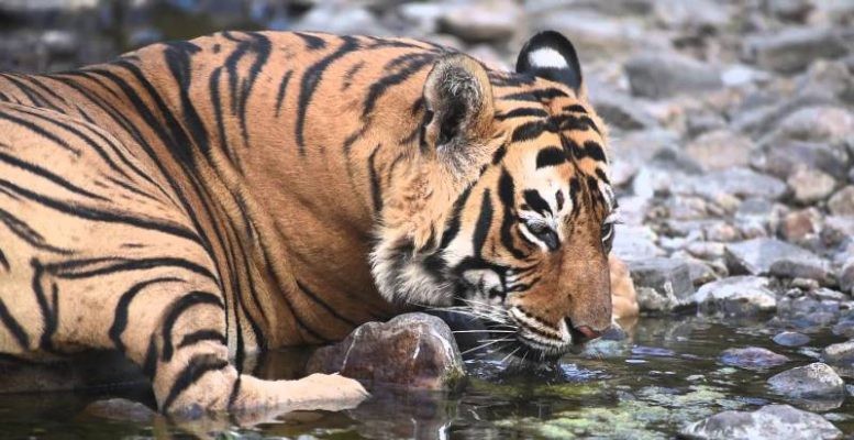 Tiger T-64 Ranthambore