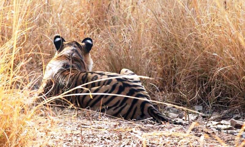 Tiger T-77 Ranthambore