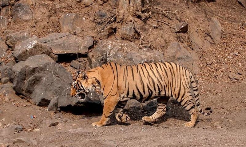 Tiger T-98 Ranthmbore