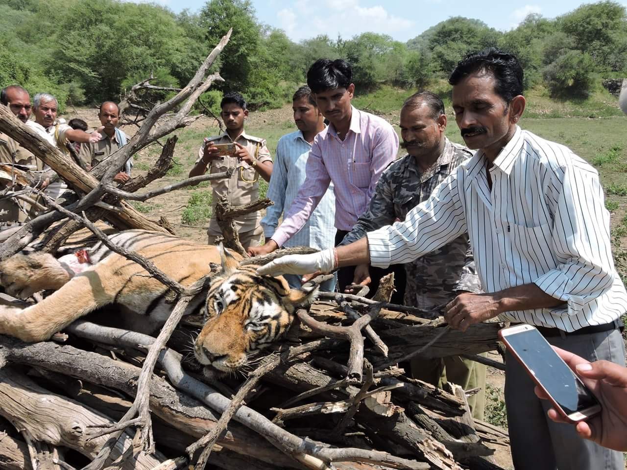Tiger T33 dies in Ranthambore