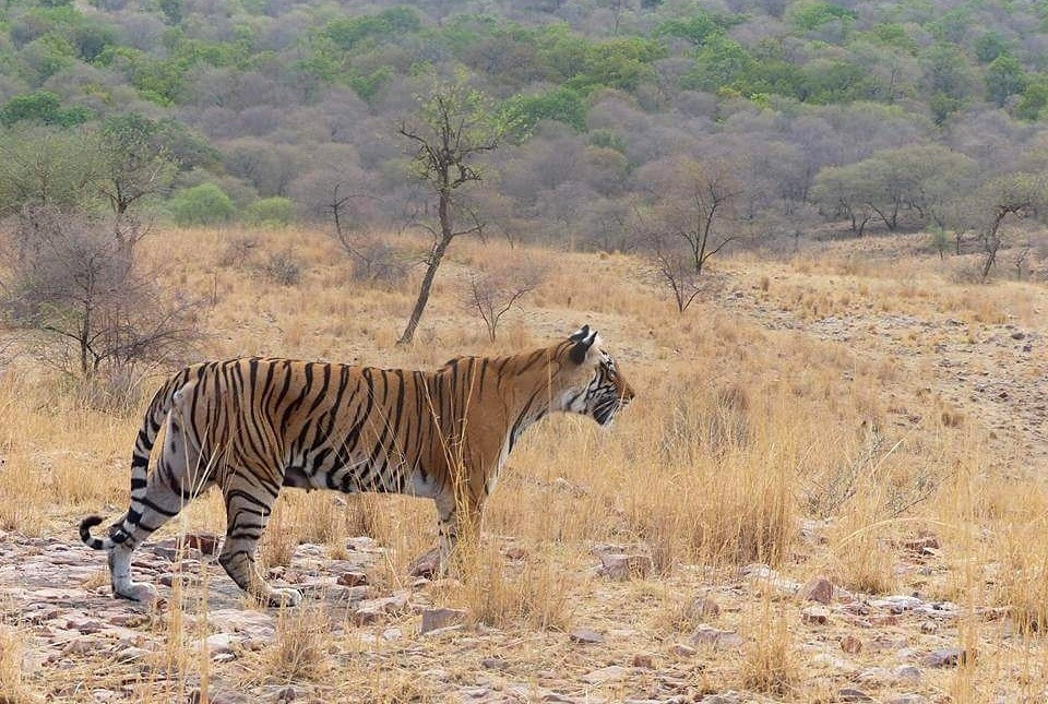 Tiger-T8 in zone 6