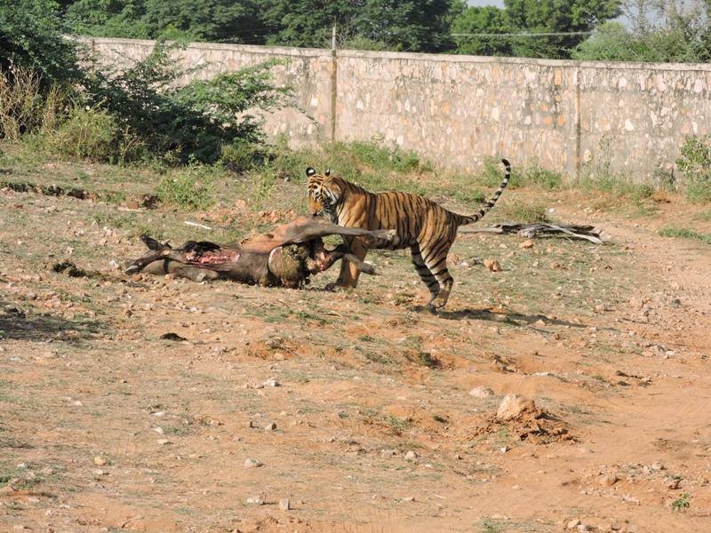 Tiger T83 with kill ranthambore