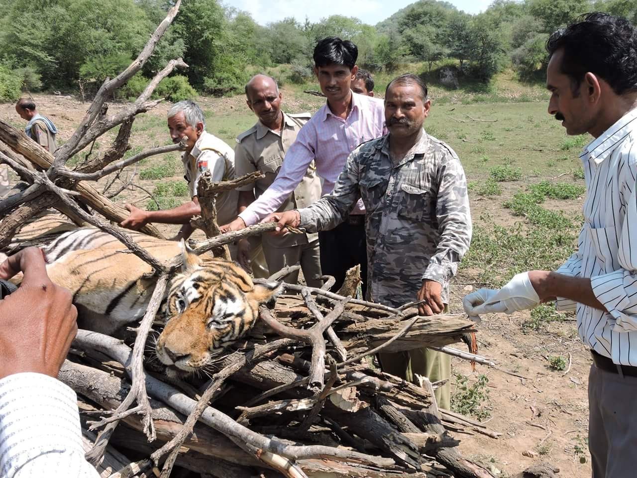 Tiger died in Ranthambore