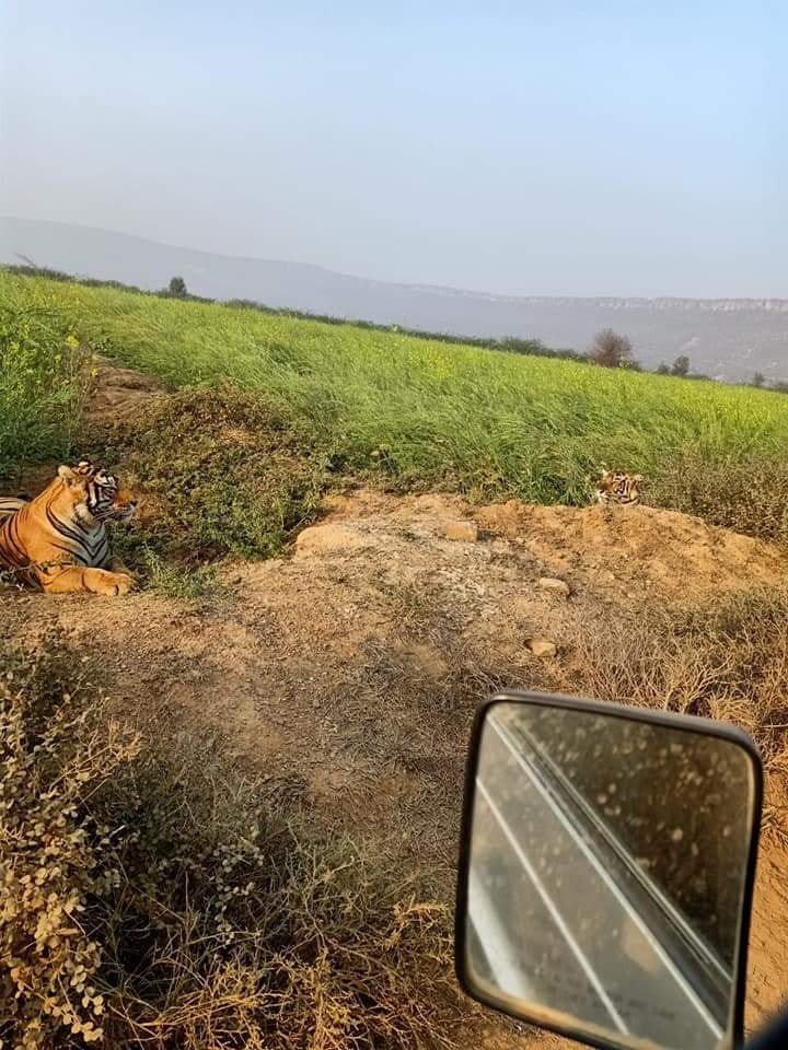 Tiger in farm ranthambore