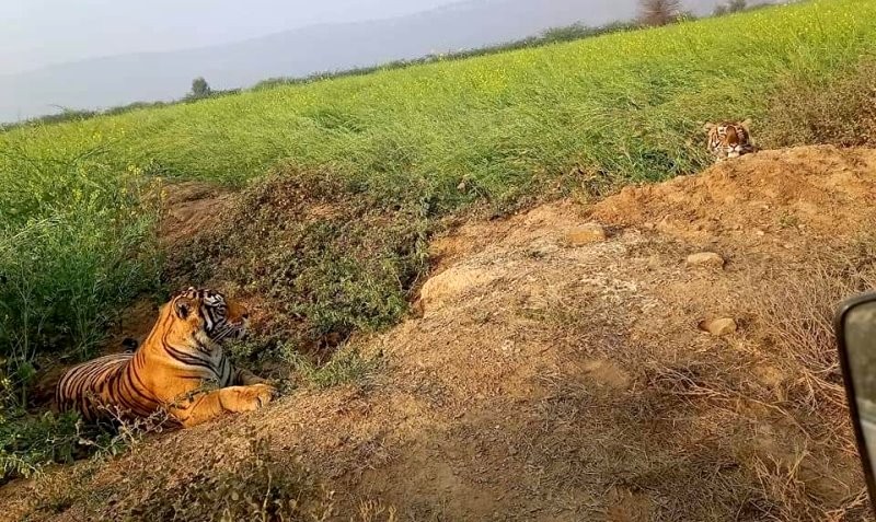 Tiger in the Farm of Ranthambore