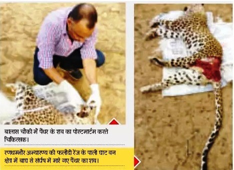 Tiger killd a Panther Ranthambore