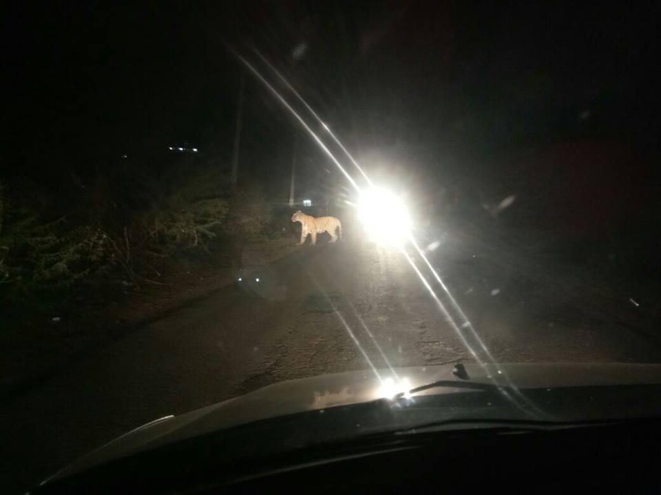 Tiger on Raod ranthambore